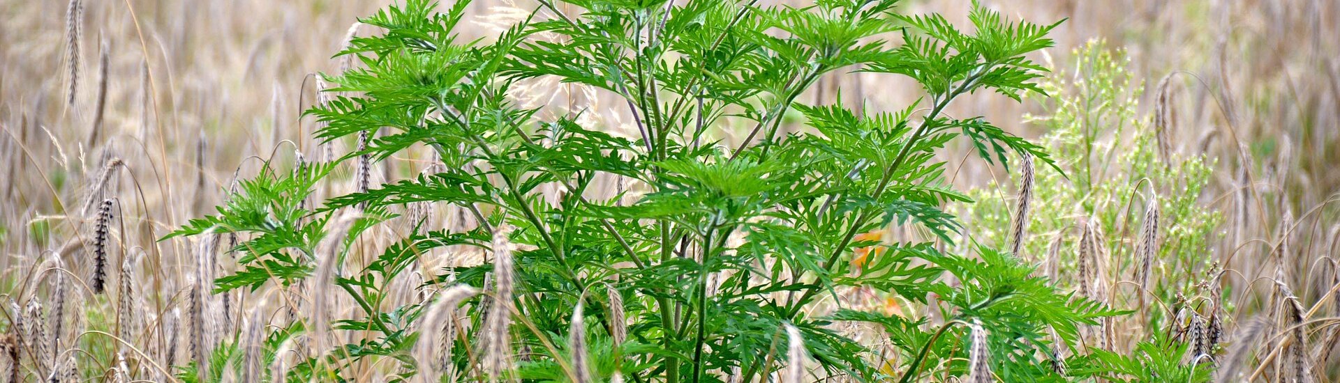 Espèces Exotiques invasives de la commune de Chantemerle les Blés 